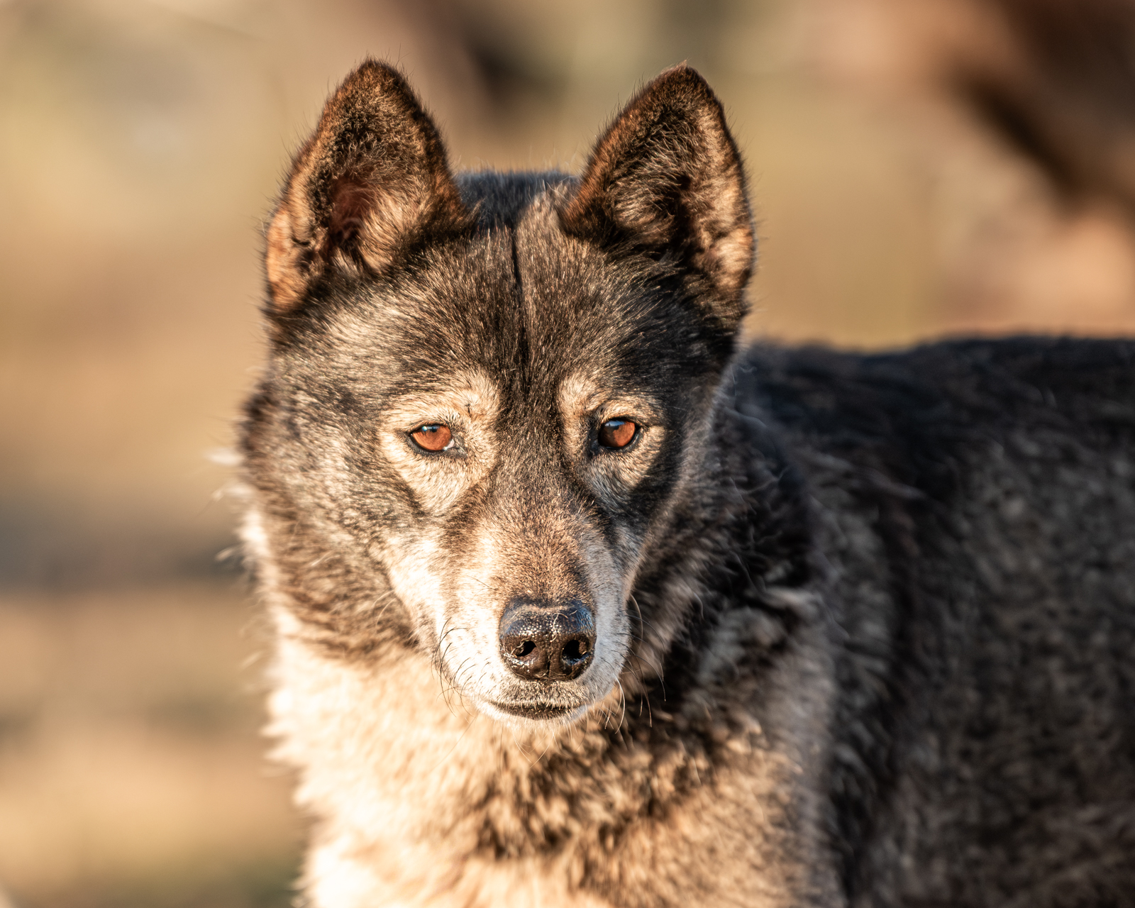 HD A - MHOC indemne - Cot.1