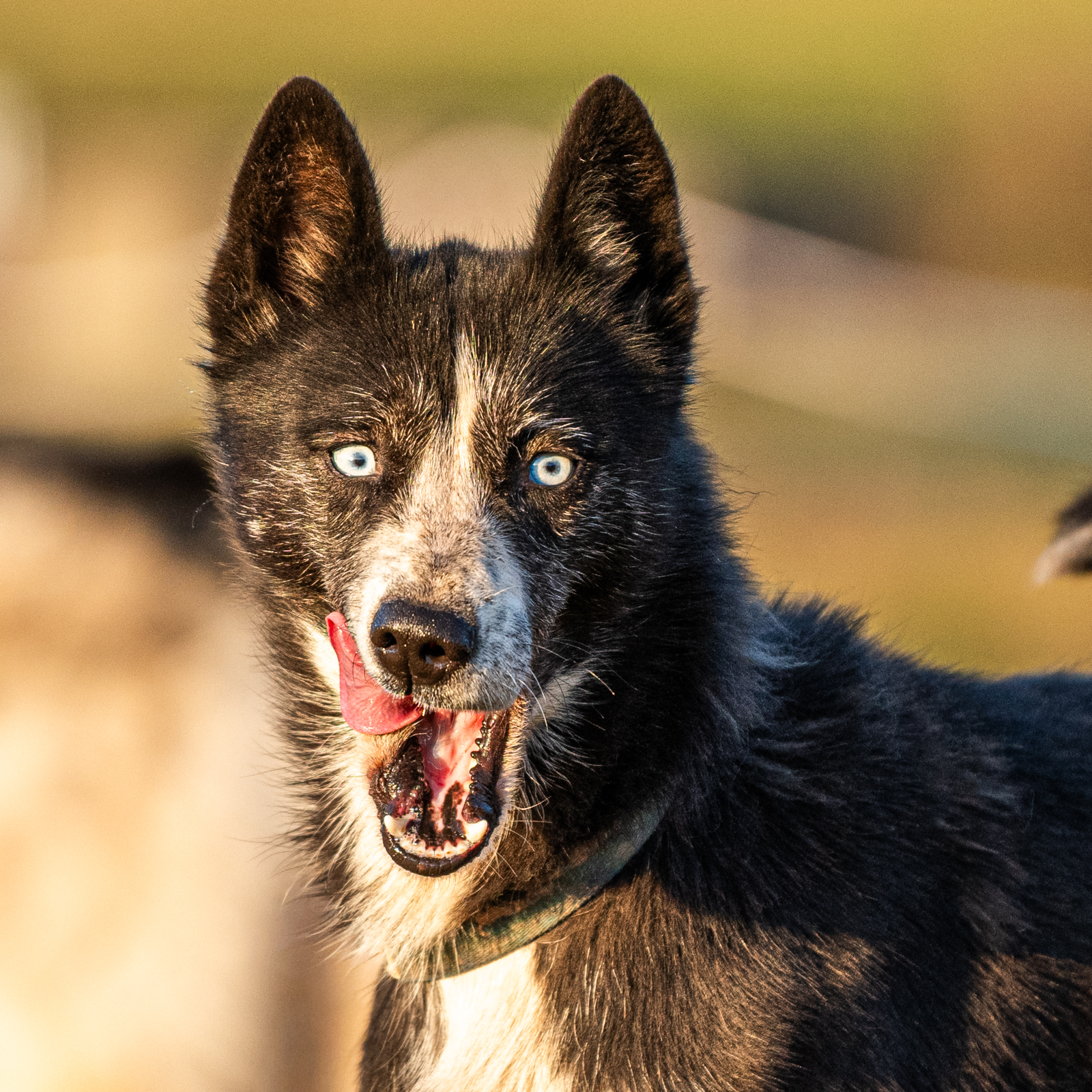 HD A - ED0 - MHOC indemne - TAN - Cotation 1