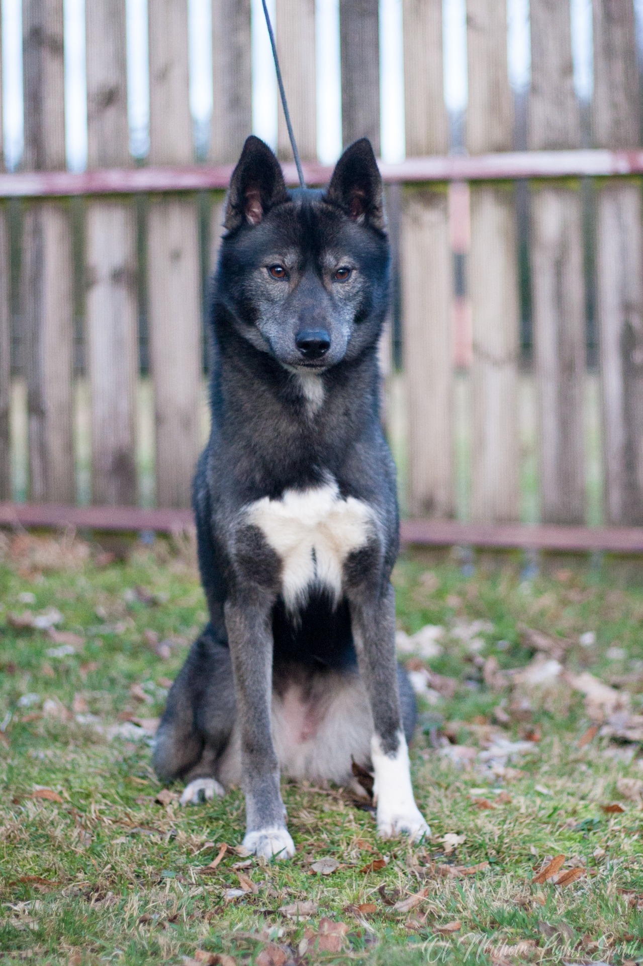 HD B - ED 0 - MHOC indemne - TAN - ADN - Cot.1