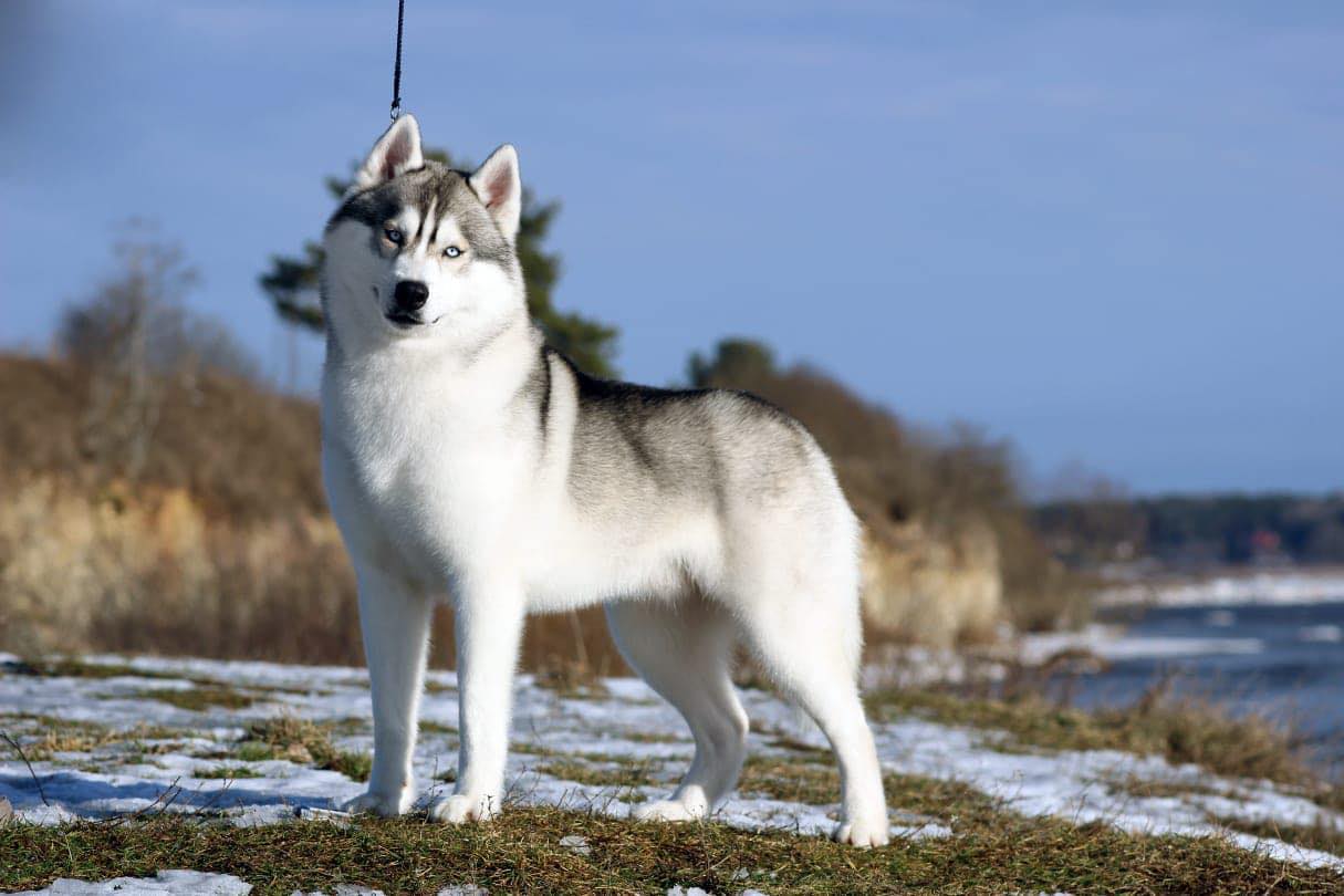 HD A - ED 0 - MHOC indemne - ADN - Cot.4 - Brevet de Travail - Multi Champion de Beauté