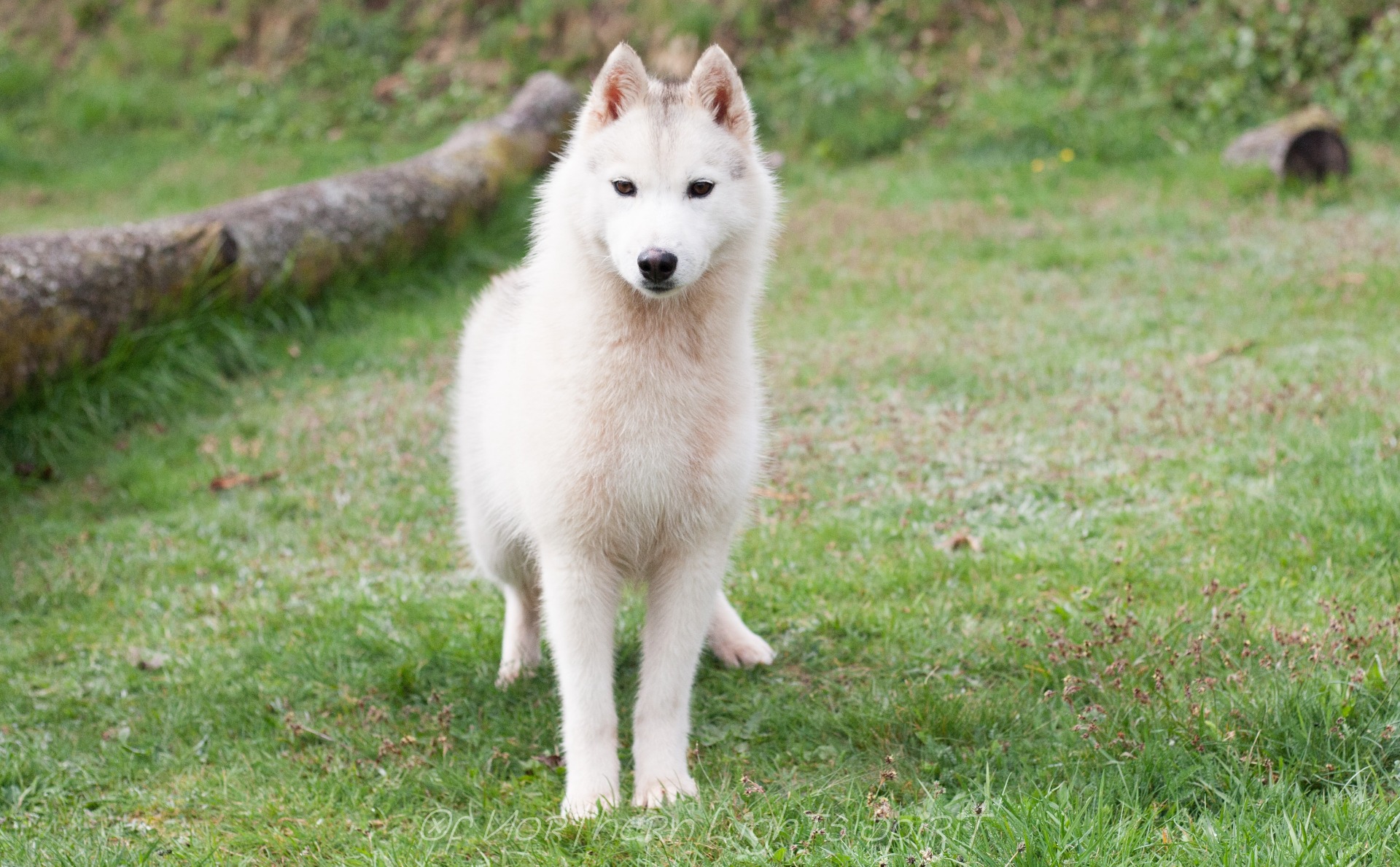 HD A - ED0 - MHOC indemne - TAN - ADN - Cot. 1