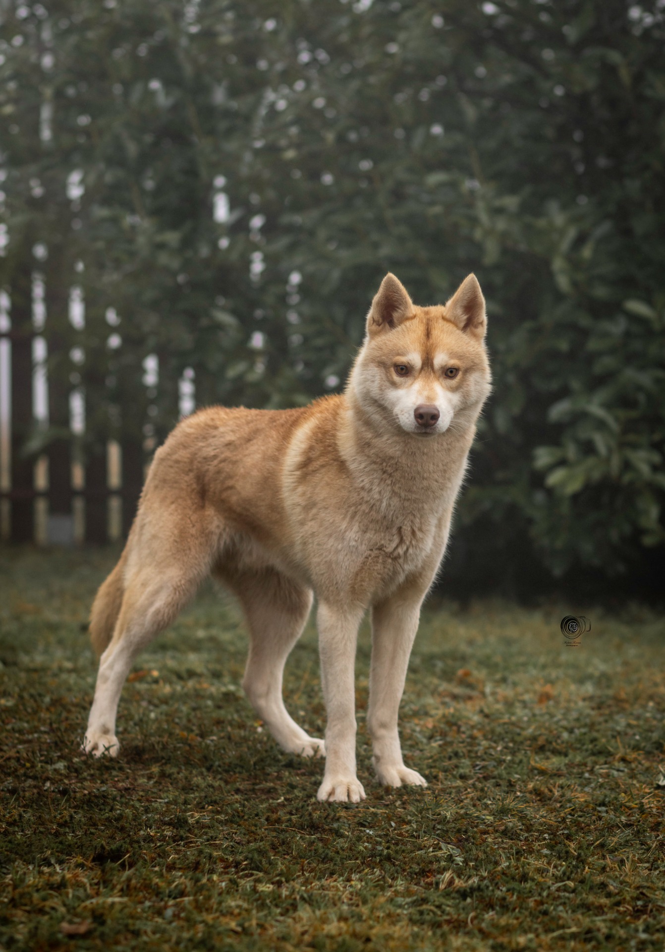 Tanuki - HDA ED0 MHOC clean - ADN - BT2