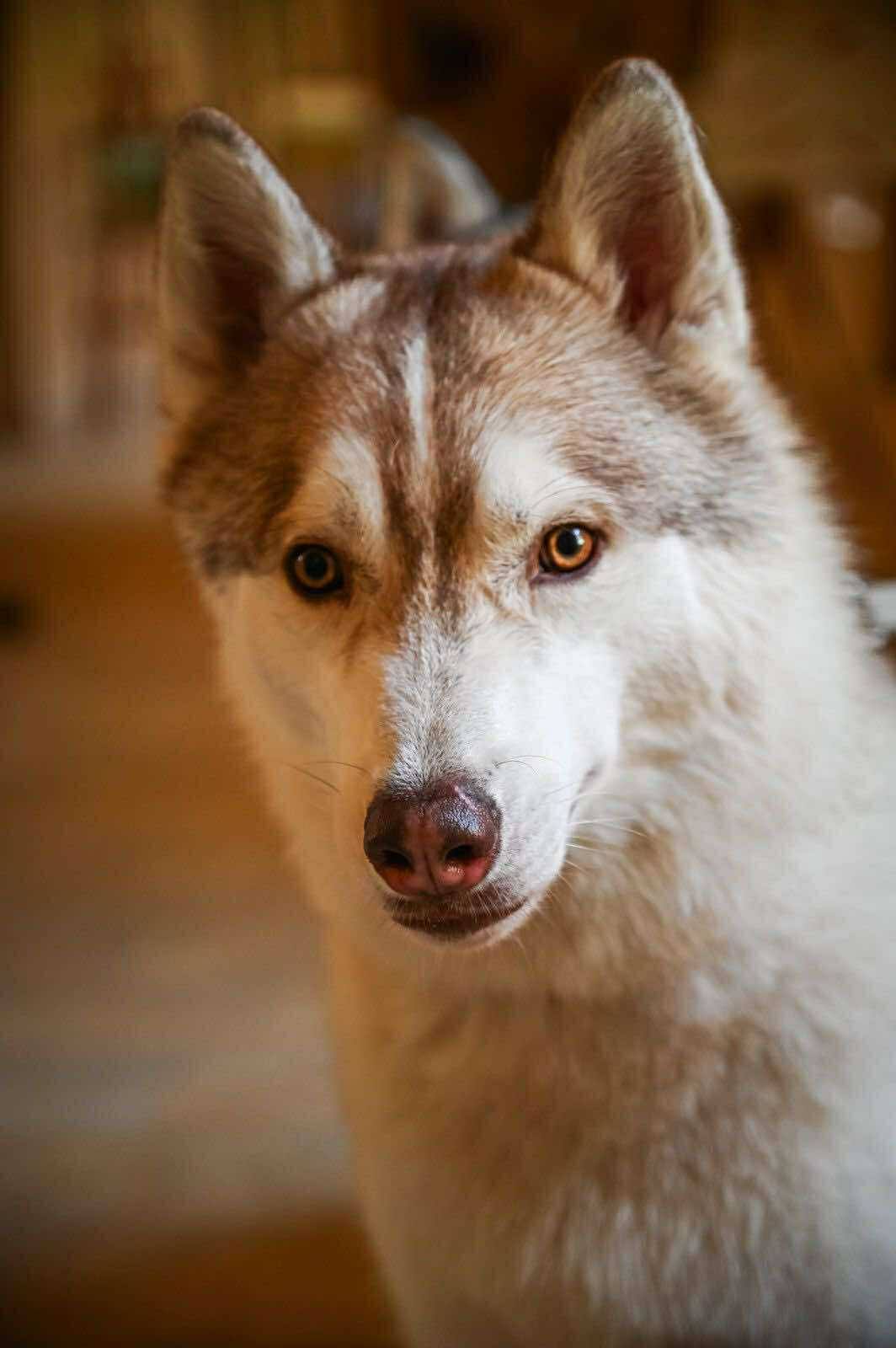 Atlas, mâle de 4 ans, castré - Retour à l'élevage